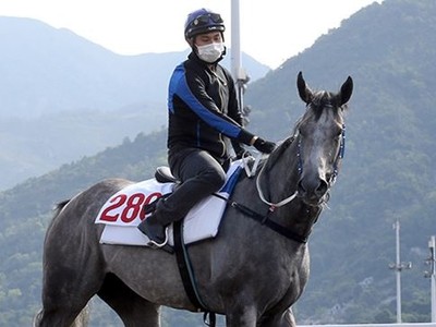 CLASSIQUE LEGEND PREPARES TO SIZZLE IN THE HK SPRINT Image 2